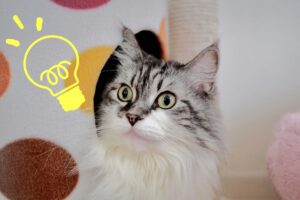 ひらめき猫ちゃん